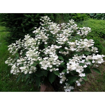 Гортензия метельчатая Дарума Гортензия метельчатая Дарума