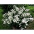 Гортензия метельчатая Дарума Гортензия метельчатая Дарума