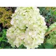 Гортензия метельчатая Диамантино