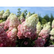 Гортензия метельчатая Фрайз Мельба