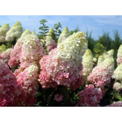 Гортензия метельчатая Фрайз Мельба Гортензия метельчатая Фрайз Мельба