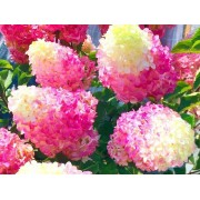 Гортензия метельчатая Фрайз Мельба