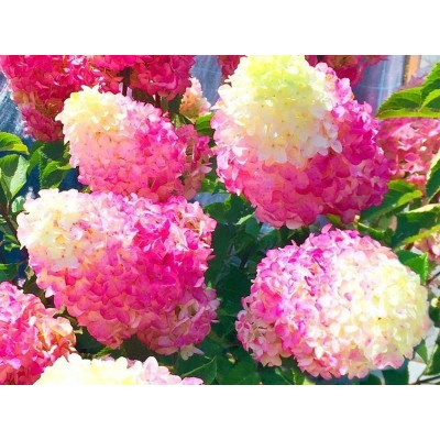 Гортензия метельчатая Фрайз Мельба Гортензия метельчатая Фрайз Мельба