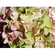 Гортензия метельчатая Граффити