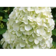 Гортензия метельчатая Геркулес