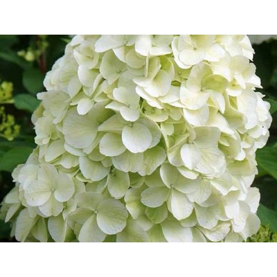 Гортензия метельчатая Геркулес Гортензия метельчатая Геркулес