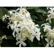 Гортензия метельчатая Ле Вастеривал - Грейт Стар