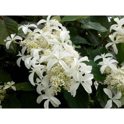 Гортензия метельчатая Ле Вастеривал - Грейт Стар Гортензия метельчатая Ле Вастеривал - Грейт Стар