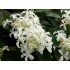 Гортензия метельчатая Ле Вастеривал - Грейт Стар Гортензия метельчатая Ле Вастеривал - Грейт Стар