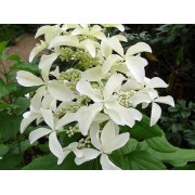 Гортензия метельчатая Ле Вастеривал - Грейт Стар