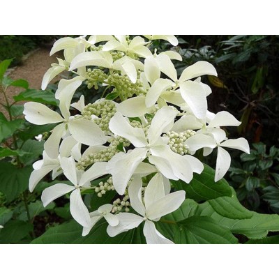 Гортензия метельчатая Ле Вастеривал - Грейт Стар Гортензия метельчатая Ле Вастеривал - Грейт Стар