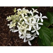 Гортензия метельчатая Ле Вастеривал - Грейт Стар