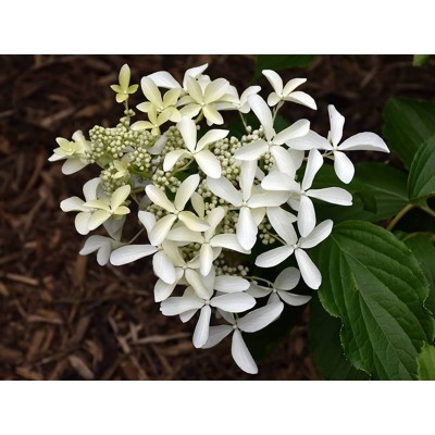 Гортензия метельчатая Ле Вастеривал - Грейт Стар Гортензия метельчатая Ле Вастеривал - Грейт Стар