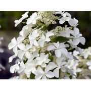 Гортензия метельчатая Левана