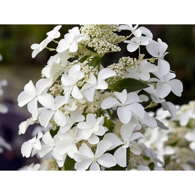 Гортензия метельчатая Левана Гортензия метельчатая Левана