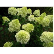 Гортензия метельчатая Лаймлайт