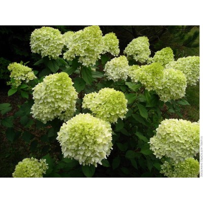 Гортензия метельчатая Лаймлайт Гортензия метельчатая Лаймлайт