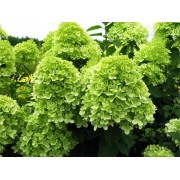 Гортензия метельчатая Лаймлайт