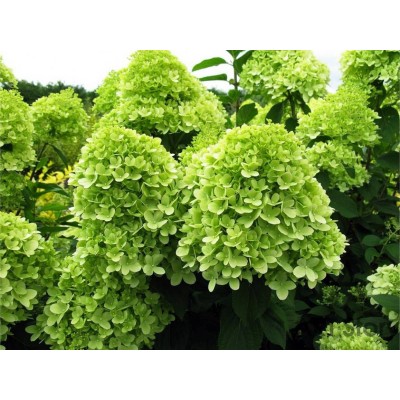 Гортензия метельчатая Лаймлайт Гортензия метельчатая Лаймлайт