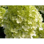 Гортензия метельчатая Лаймлайт