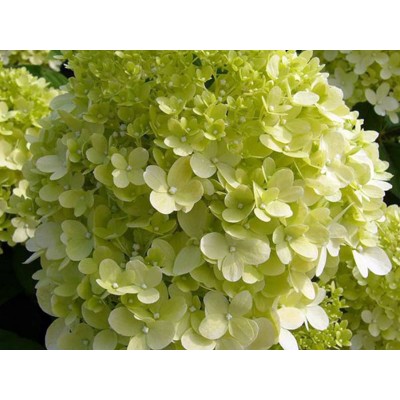 Гортензия метельчатая Лаймлайт Гортензия метельчатая Лаймлайт