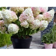Гортензия метельчатая Литл Блоссом