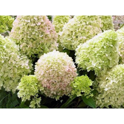 Гортензия метельчатая Литл Фрайз Гортензия метельчатая Литл Фрайз