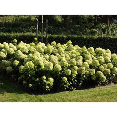 Гортензия метельчатая Литл Лайм Гортензия метельчатая Литл Лайм