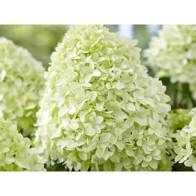 Гортензия метельчатая Литл Спуки Гортензия метельчатая Литл Спуки