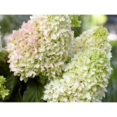 Гортензия метельчатая Литл Фрайз Гортензия метельчатая Литл Фрайз