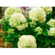 Гортензия метельчатая Литл Лайм