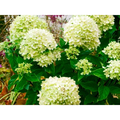 Гортензия метельчатая Литл Лайм Гортензия метельчатая Литл Лайм