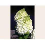 Гортензия метельчатая Мэджикал Монт Бланк