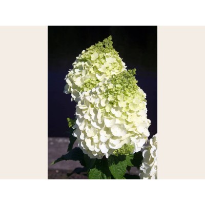 Гортензия метельчатая Мэджикал Монт Бланк Гортензия метельчатая Мэджикал Монт Бланк