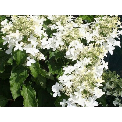 Гортензия метельчатая Мэджикал Старлайт Гортензия метельчатая Мэджикал Старлайт