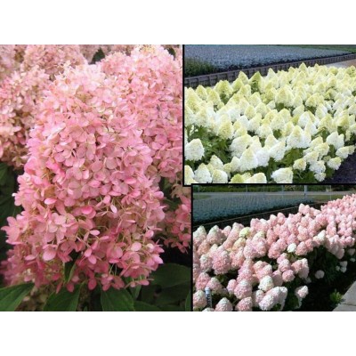 Гортензия метельчатая Мэджикал Свит Саммер Гортензия метельчатая Мэджикал Свит Саммер