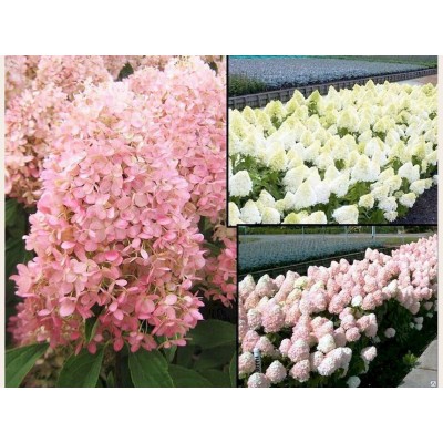 Гортензия метельчатая Мэджикал Свит Саммер Гортензия метельчатая Мэджикал Свит Саммер