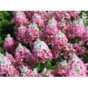 Гортензия метельчатая Мэджикал Везувио