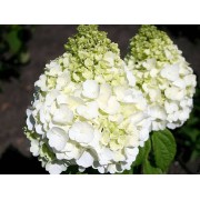 Гортензия метельчатая Мэджикал Монт Бланк