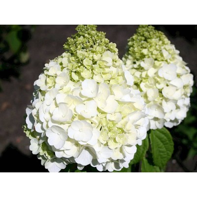 Гортензия метельчатая Мэджикал Монт Бланк Гортензия метельчатая Мэджикал Монт Бланк