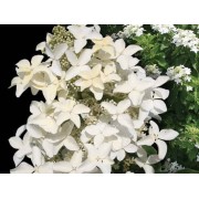 Гортензия метельчатая Мэджикал Старлайт