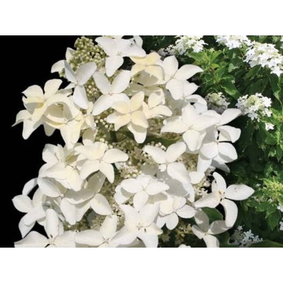 Гортензия метельчатая Мэджикал Старлайт Гортензия метельчатая Мэджикал Старлайт