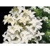 Гортензия метельчатая Мэджикал Старлайт Гортензия метельчатая Мэджикал Старлайт