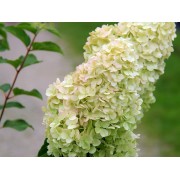 Гортензия метельчатая Мэджикал Свит Саммер