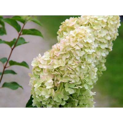 Гортензия метельчатая Мэджикал Свит Саммер Гортензия метельчатая Мэджикал Свит Саммер