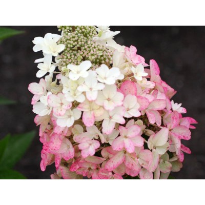 Гортензия метельчатая Мэджикал Везувио Гортензия метельчатая Мэджикал Везувио