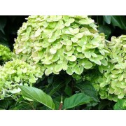 Гортензия метельчатая Моджито