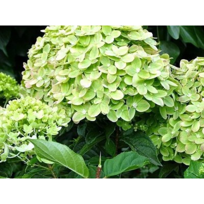 Гортензия метельчатая Моджито Гортензия метельчатая Моджито