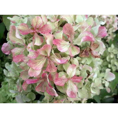 Гортензия метельчатая Перл де Фестиваль - Жемчужина Фестиваля Гортензия метельчатая Перл де Фестиваль - Жемчужина Фестиваля