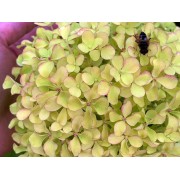 Гортензия метельчатая Перл де Фестиваль - Жемчужина Фестиваля